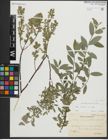 Foto von Salix repens subsp. repens L.